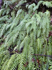 Polypodium glycyrrhiza