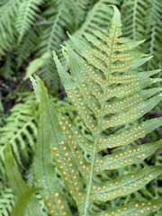 Polypodium glycyrrhiza