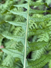 Polypodium glycyrrhiza