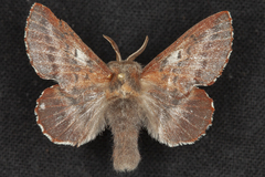 Phyllodesma americana