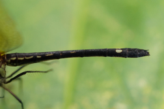 Macrothemis inequiunguis