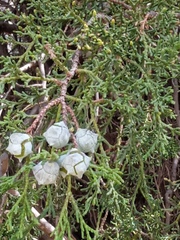 Cupressus lusitanica