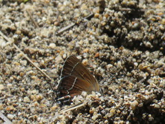 Callophrys spinetorum