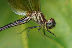 Macrothemis inequiunguis
