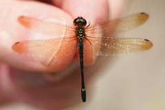 Macrothemis inequiunguis