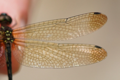 Macrothemis inequiunguis