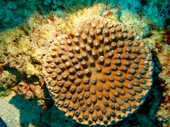 Duncanopsammia peltata