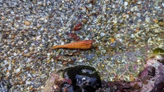 Styela montereyensis