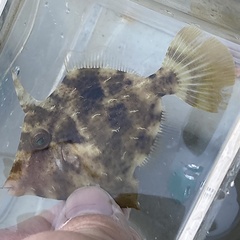 Stephanolepis setifer