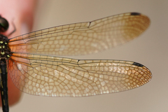 Macrothemis inequiunguis