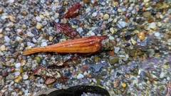 Styela montereyensis