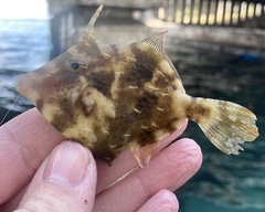 Stephanolepis setifer