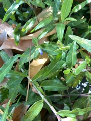 Commelina auriculata