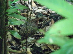 Crypturellus variegatus
