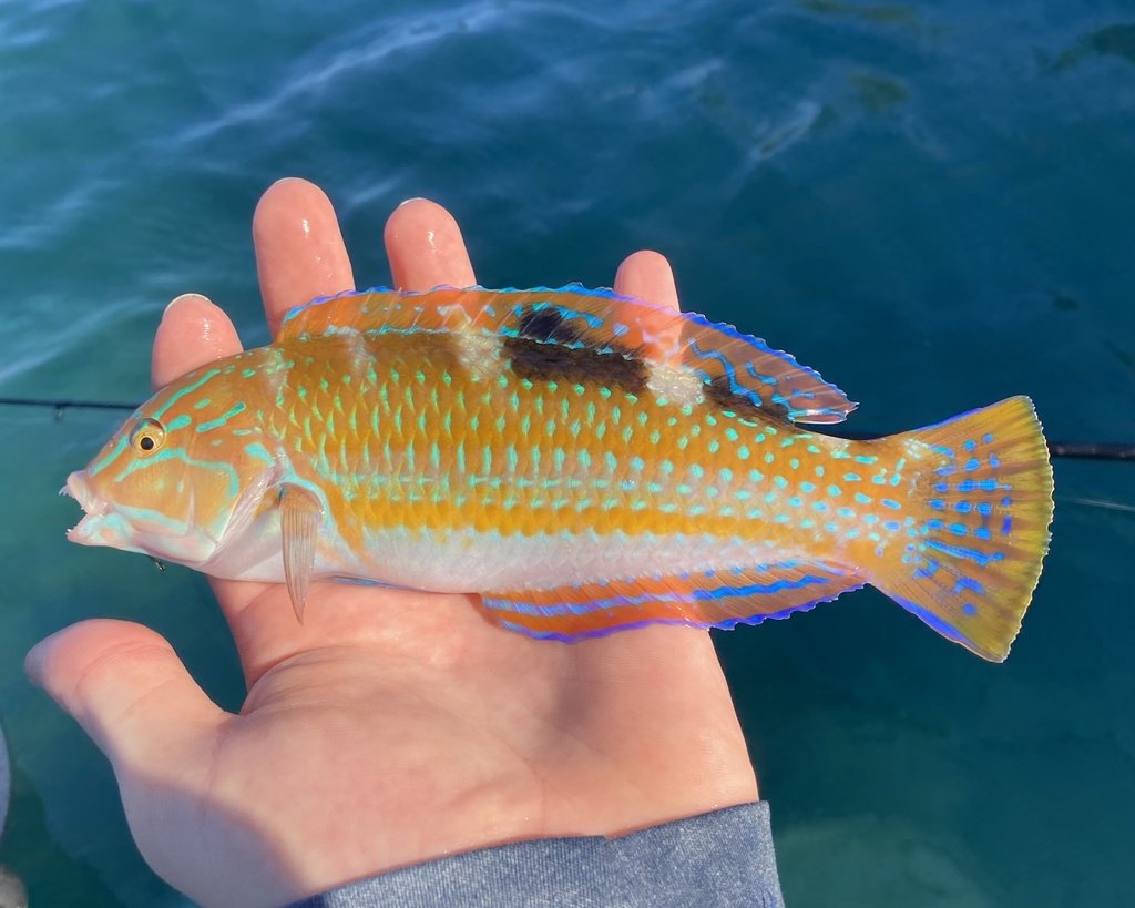 Photo of Puddingwife wrasse (Halichoeres radiatus)