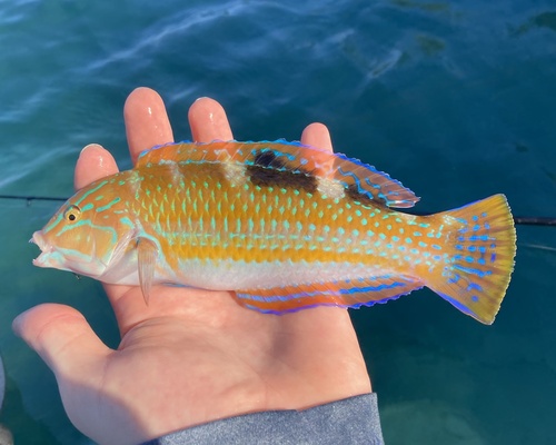 Photo of Puddingwife wrasse (Halichoeres radiatus)