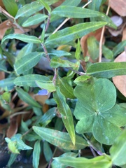 Commelina auriculata