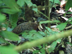 Crypturellus variegatus