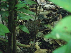 Crypturellus variegatus