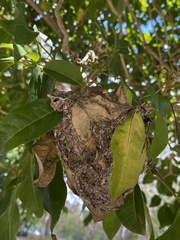 Polyrhachis australis