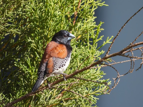 Spermestes bicolor