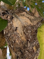 Polyrhachis australis