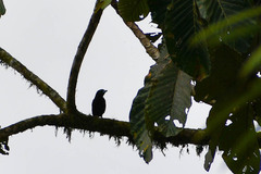 Ramphocelus flammigerus icteronotus