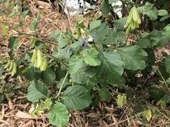 Crotalaria verrucosa