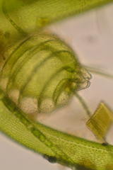 Nitella furcata