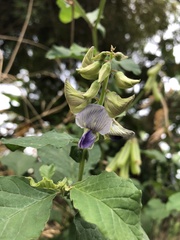 Crotalaria verrucosa