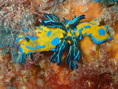 Tambja verconis