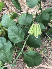 Crotalaria verrucosa