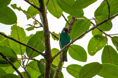 Tangara gyrola