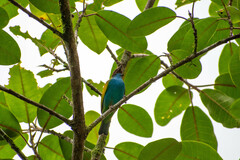 Tangara gyrola