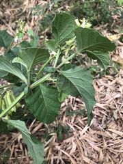 Crotalaria verrucosa