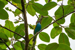 Tangara gyrola