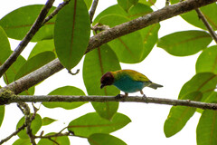 Tangara gyrola