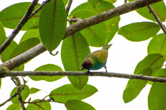 Tangara gyrola
