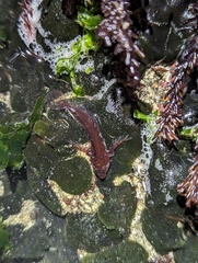 Oligocottus snyderi