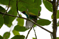 Tangara gyrola