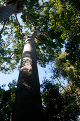 Agathis microstachya