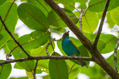 Tangara gyrola