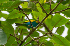 Tangara gyrola