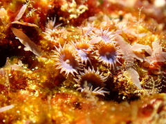 Palythoa