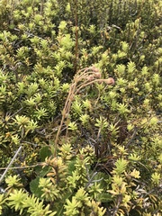 Geum cockaynei