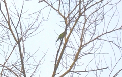 Psilopogon viridis