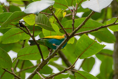 Tangara gyrola
