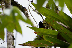 Ramphocelus flammigerus icteronotus