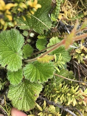 Geum cockaynei