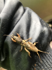 Gryllotalpa australis